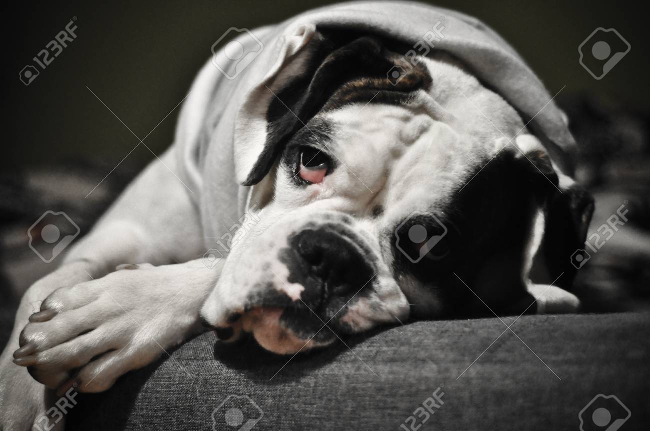 Weissen Boxerhund Lizenzfreie Fotos Bilder Und Stock Fotografie Image 38527799