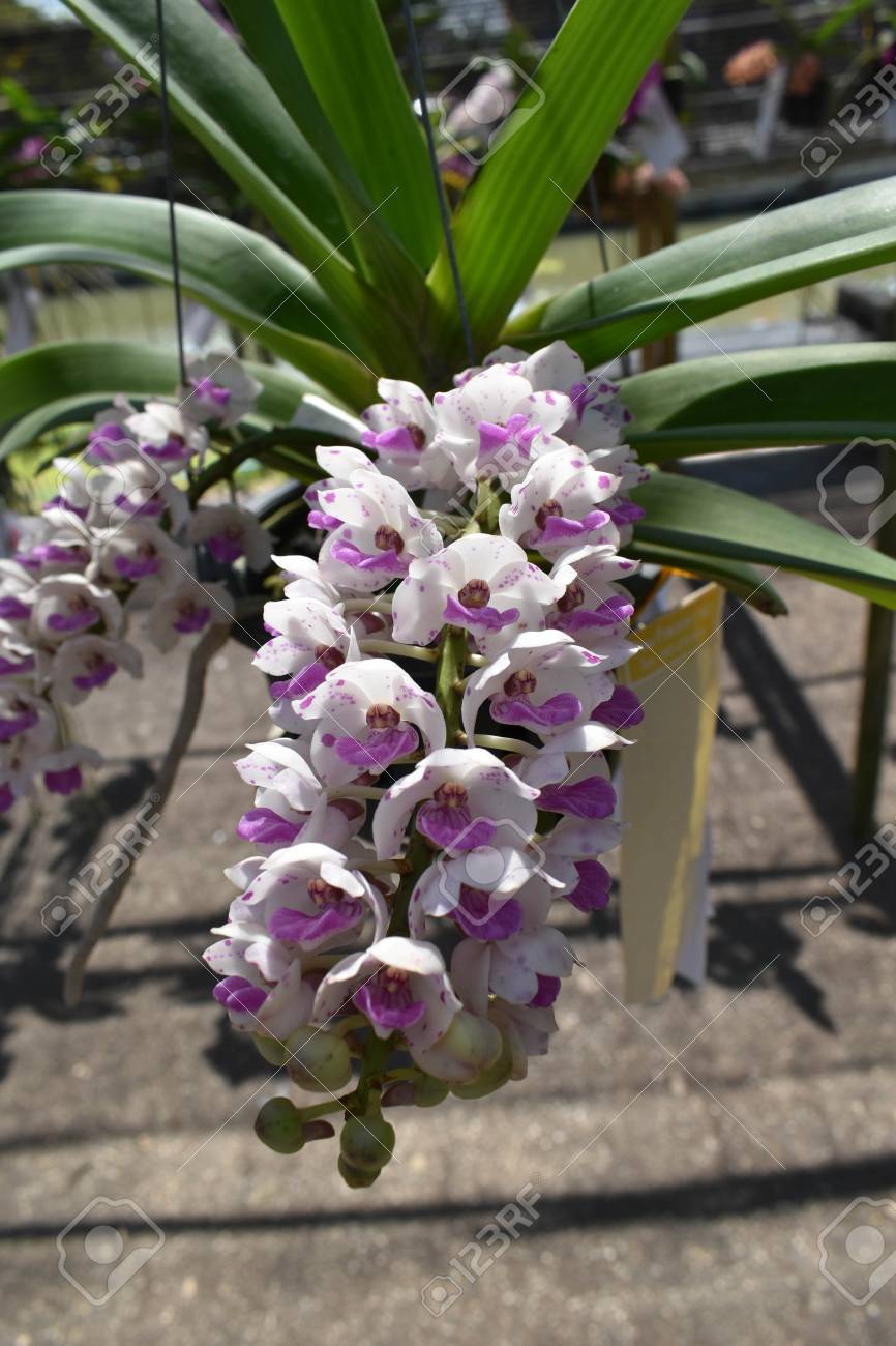 Rare Species Asian Orchid Stock Photo 