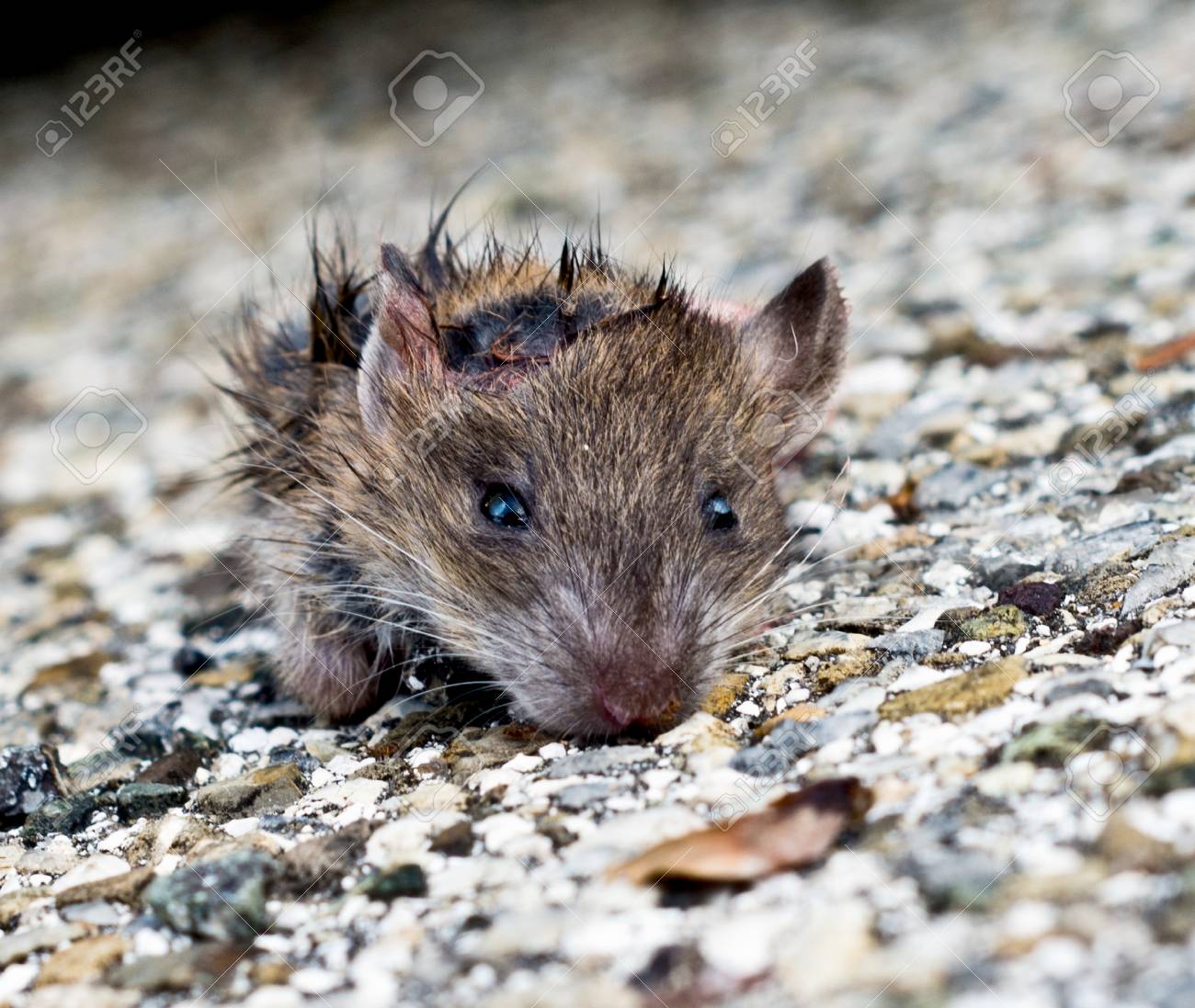 dirty little rat out from the leaves looking at you with small