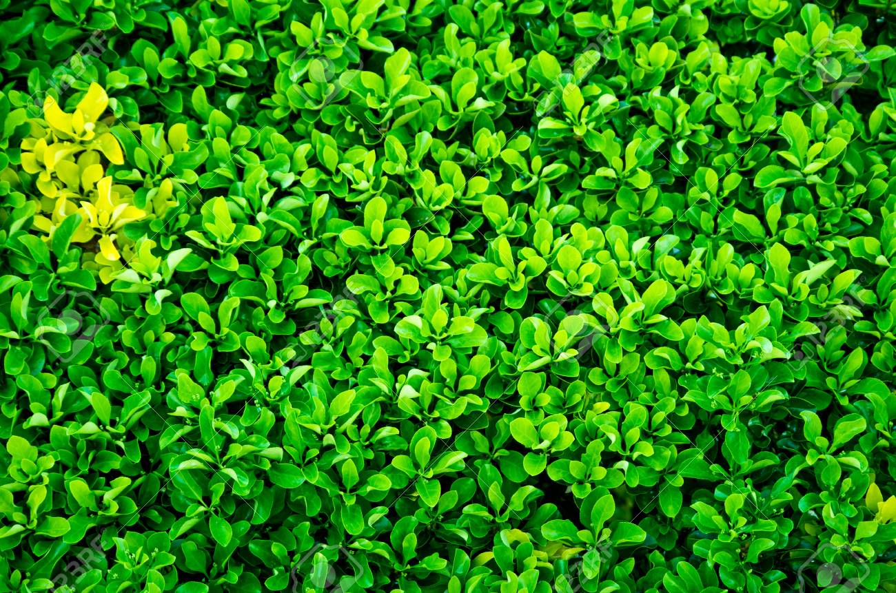 所有権分離機能常緑植物の緑豊かな生垣 所有権分離機能常緑植物の緑豊かな生垣 の写真素材 画像素材 Image