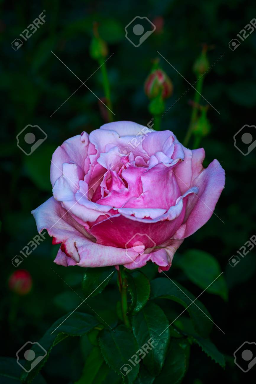 ワシントン公園 バラ園 オレゴン州ポートランドで美しいバラの花 の写真素材 画像素材 Image