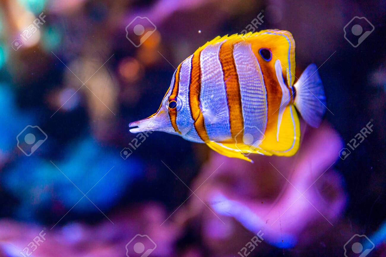 Copperband Butterflyfish Chelmon Rostratus Commonly Known Stock Photo Picture And Royalty Free Image Image 141527919