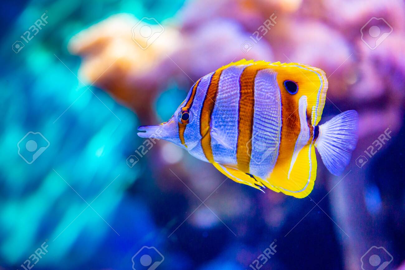Copperband Butterflyfish Chelmon Rostratus Commonly Known Stock Photo Picture And Royalty Free Image Image 141528035