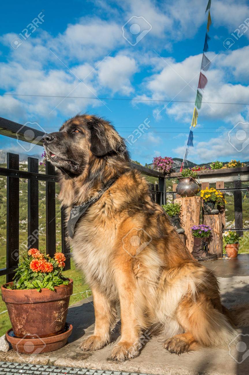 massive mountain dog