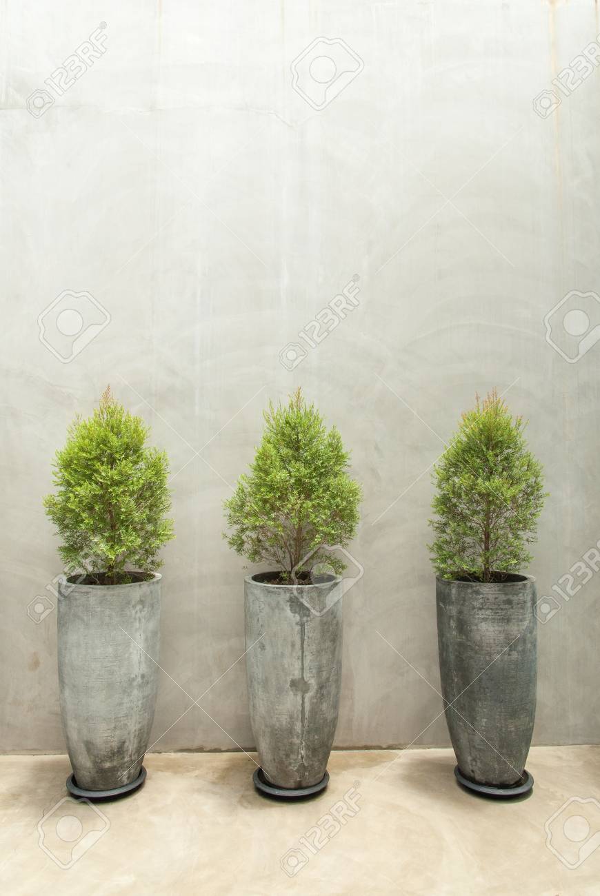 Grune Pflanzen In Beton Topfe Auf Betonwand Hintergrund Lizenzfreie Fotos Bilder Und Stock Fotografie Image 60266884