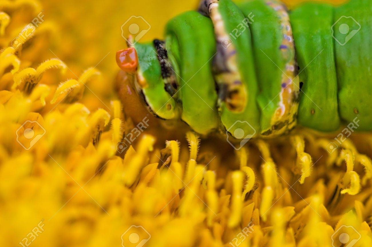 アゲハチョウは美しいですが 冬虫夏草のような幼虫に見える 少し奇妙なアフリカオナシアゲハ エスパー 鱗翅目 アゲハチョウ科 ライムの木に住んでいます の写真素材 画像素材 Image