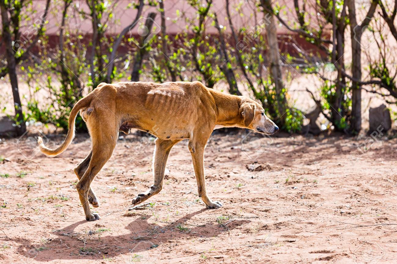 飢えた犬が負傷し ノミやダニ 動物虐待で出没 の写真素材 画像素材 Image