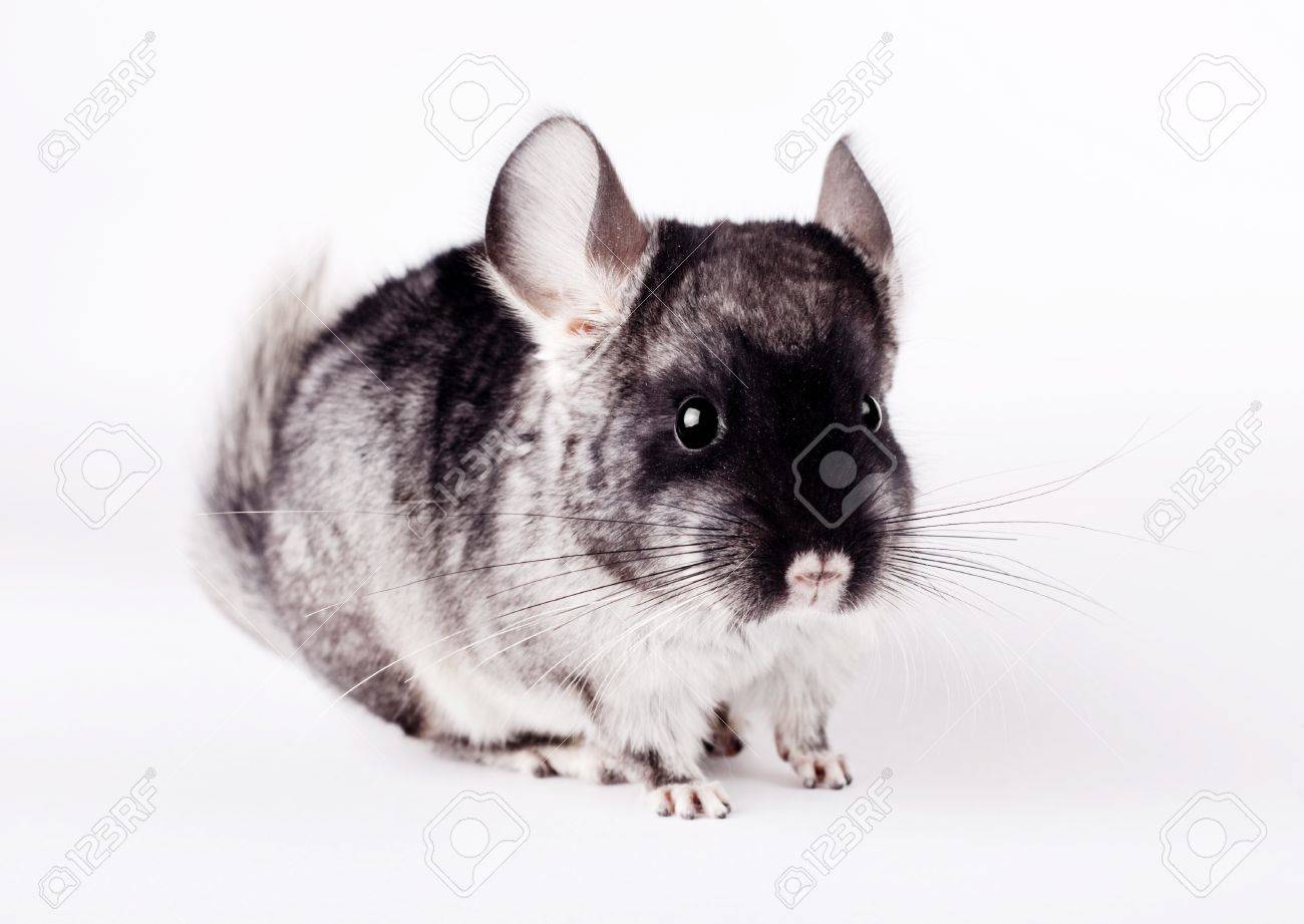 black and white chinchilla