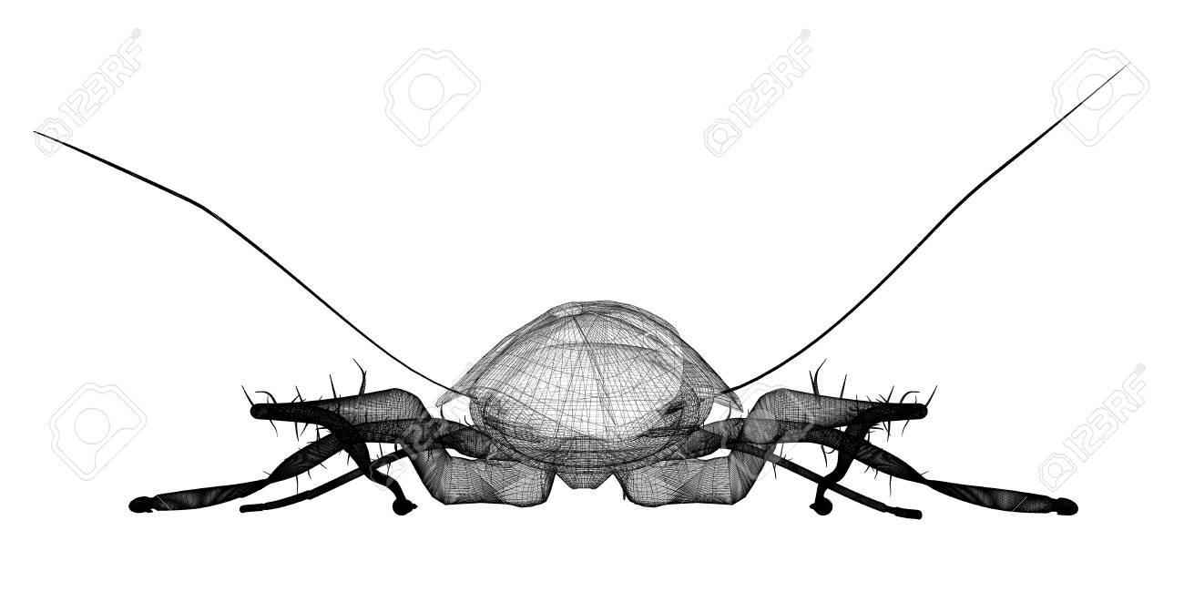 背景に分離されたゴキブリの体構造 の写真素材 画像素材 Image 背景に分離されたゴキブリの体構造 の写真素材 画像素材 Image