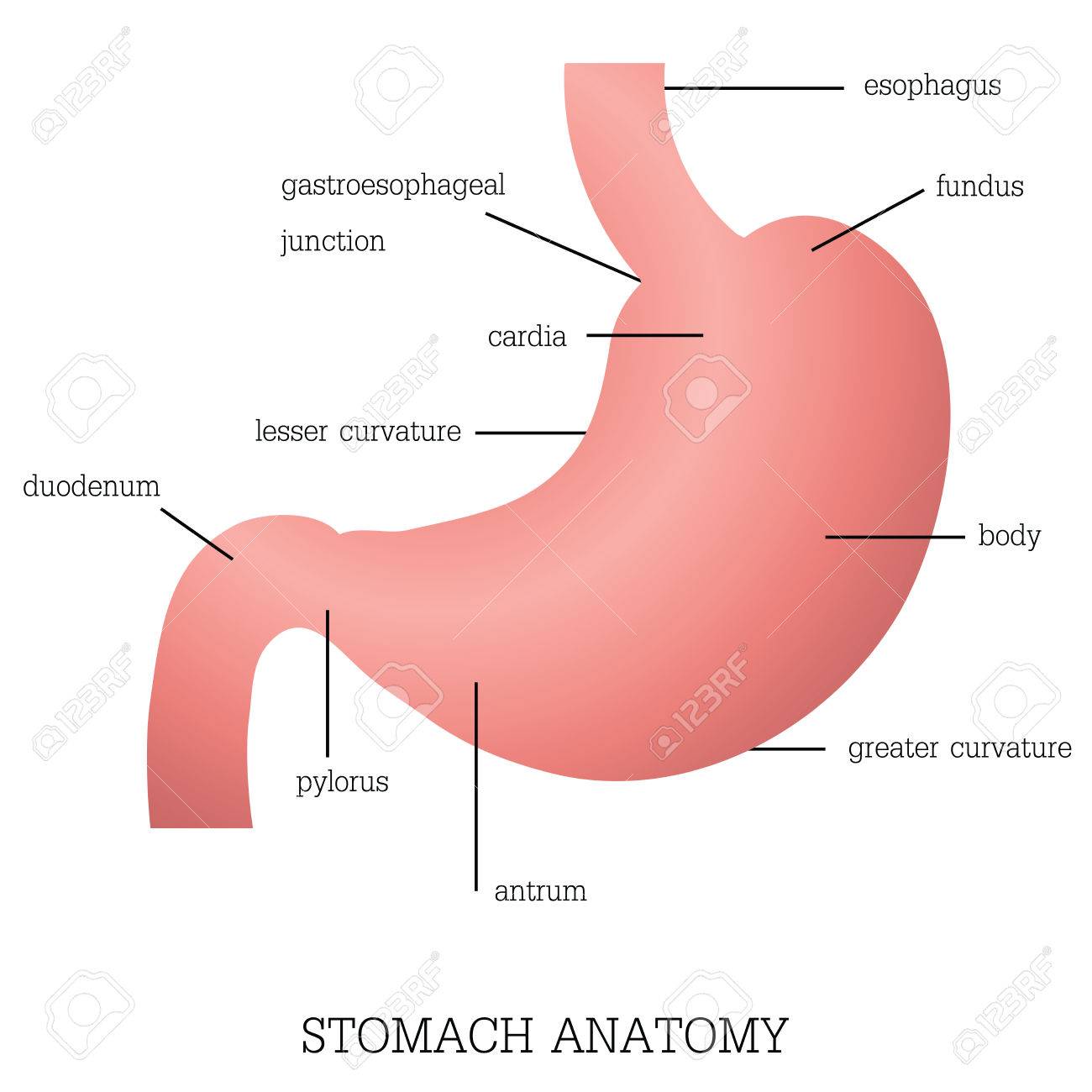 anatomy of stomach