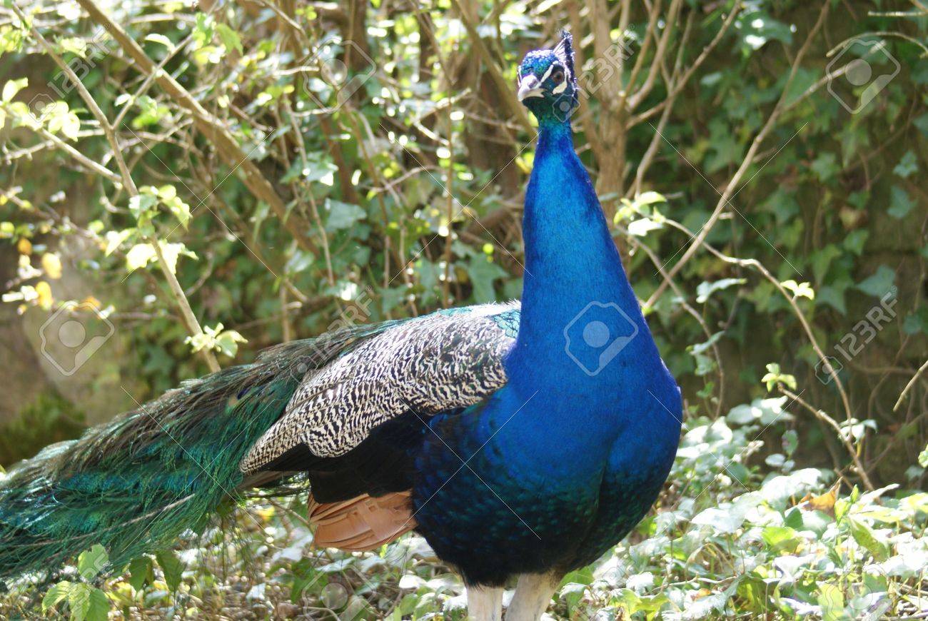 野生インドクジャク 孔雀のイメージ の写真素材 画像素材 Image