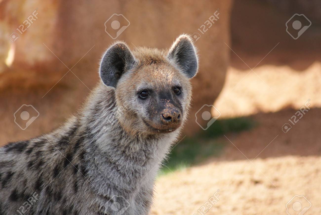 野生の発見し ハイエナ Crocuta Crocuta を笑う の写真素材 画像素材 Image