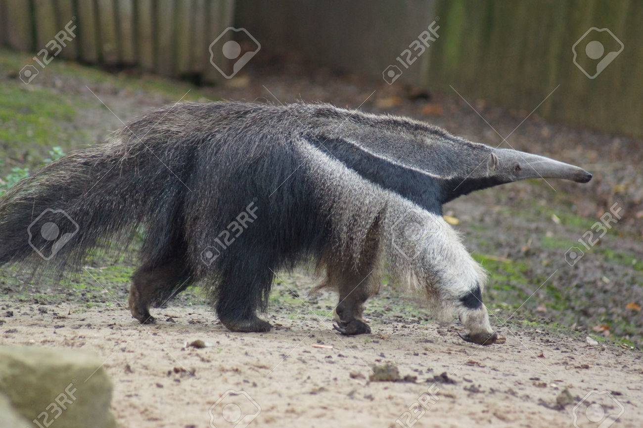 大型の野生の巨大なモグラ Myrmecophaga Tridactyla の写真素材 画像素材 Image