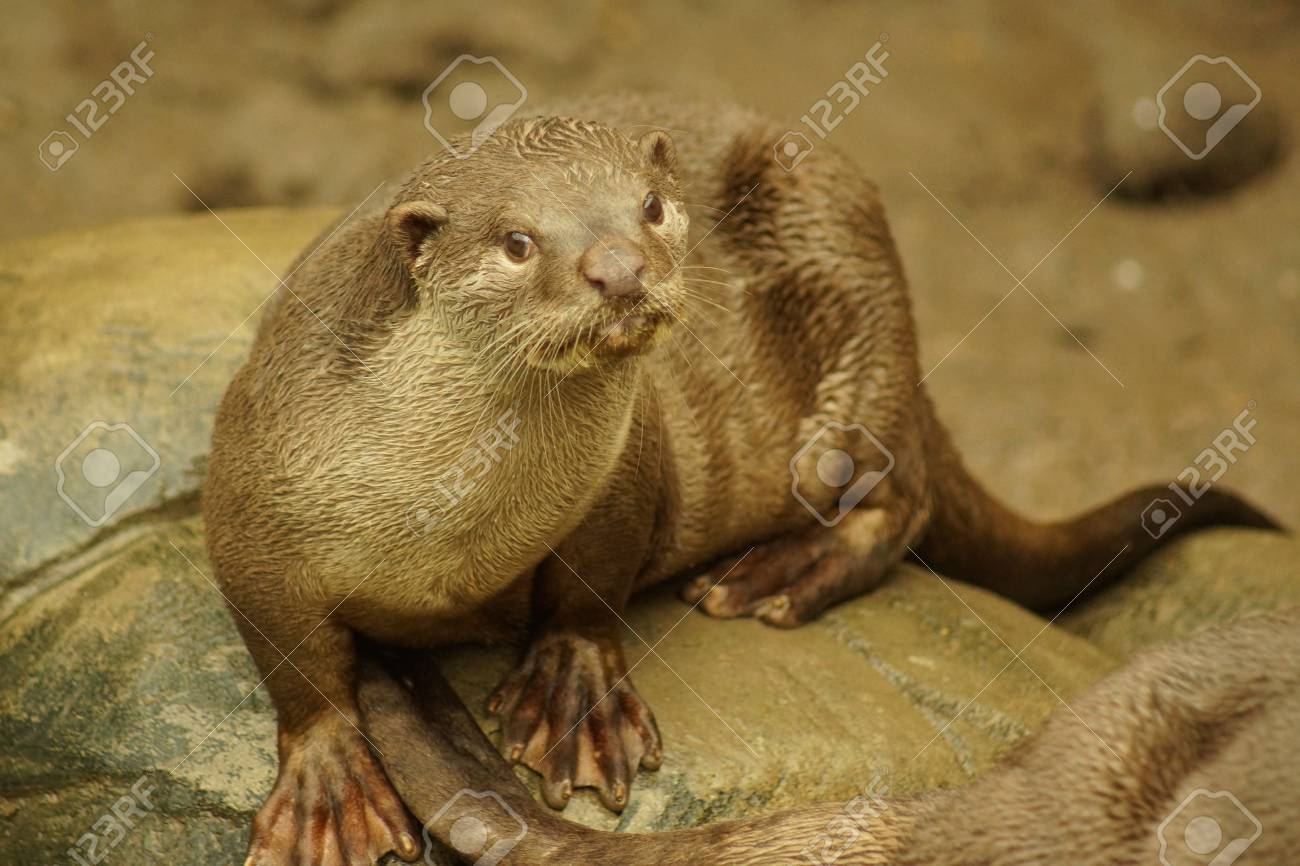 な野生水生ビロードカワウソ - Lutrogale Perspicillataの写真 な野生水生ビロードカワウソ - Lutrogale Perspicillataの写真