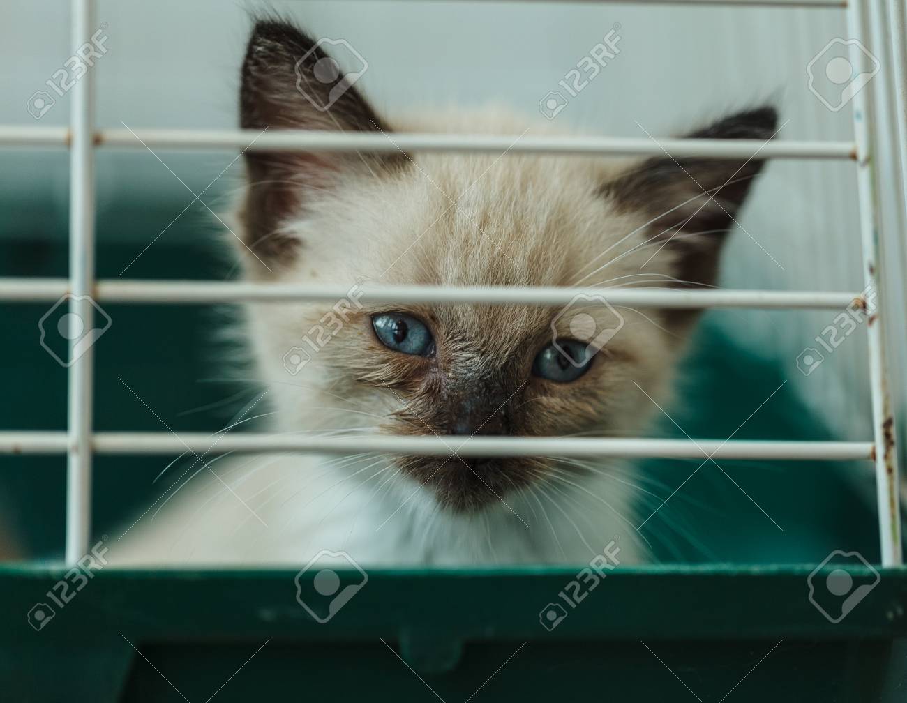 etiam-dictum-ipsum-a-felis