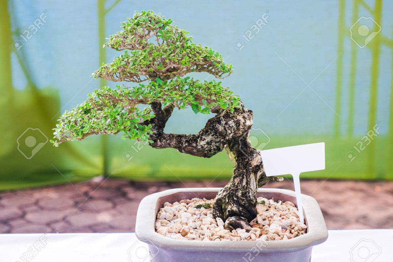 Bonsai Or Ficus In The Eastern Tradition, Trees Bonsai Are Classic ... Bonsai Or Ficus In The Eastern Tradition, Trees Bonsai Are Classic ...