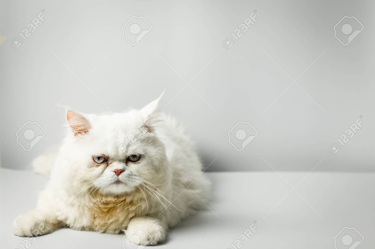 White persian cat with wool that frown on white background. Persian male cat fluffy white in the studio. White cat cute furry and scowl. - 132026273 White persian cat with wool that frown on white background. Persian male cat fluffy white in the studio. White cat cute furry and scowl. - 132026273