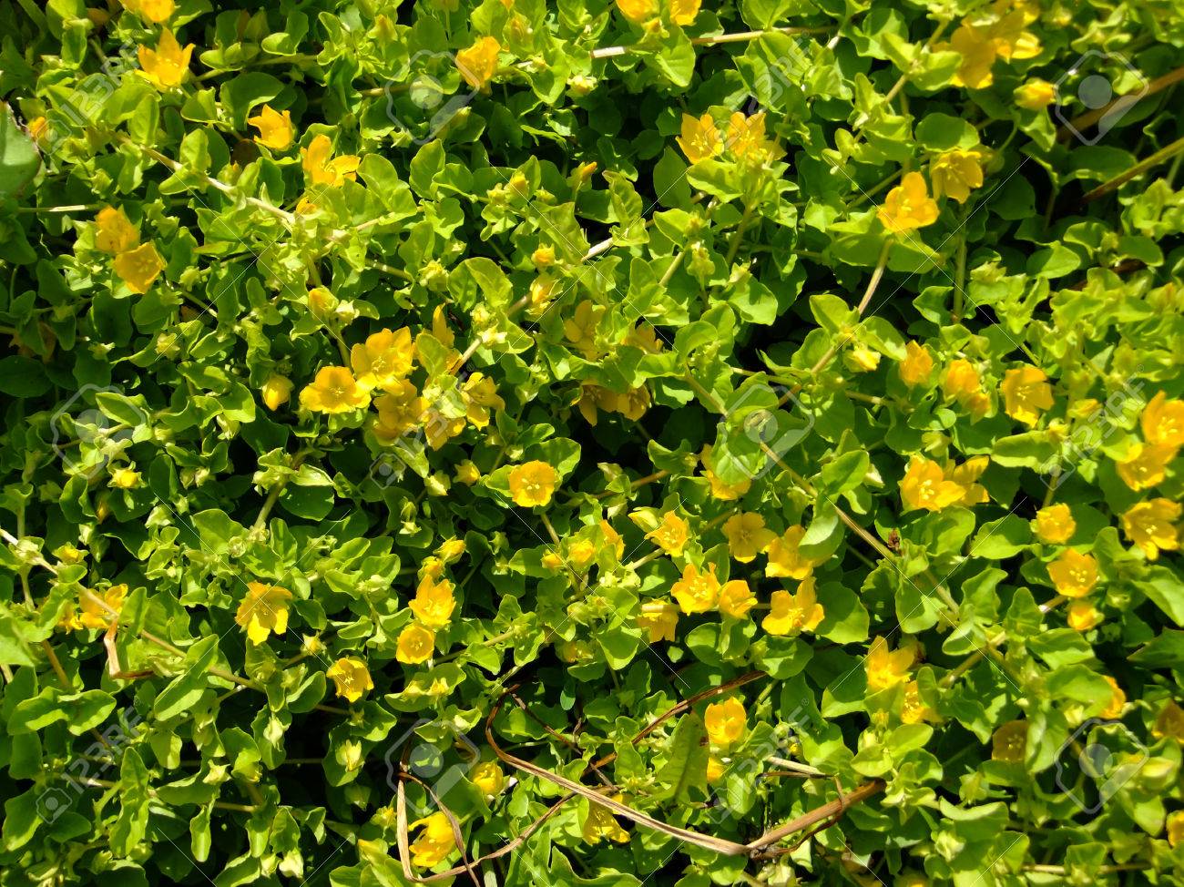 Photo Bouclés Fleurs Jaunes Des Marais