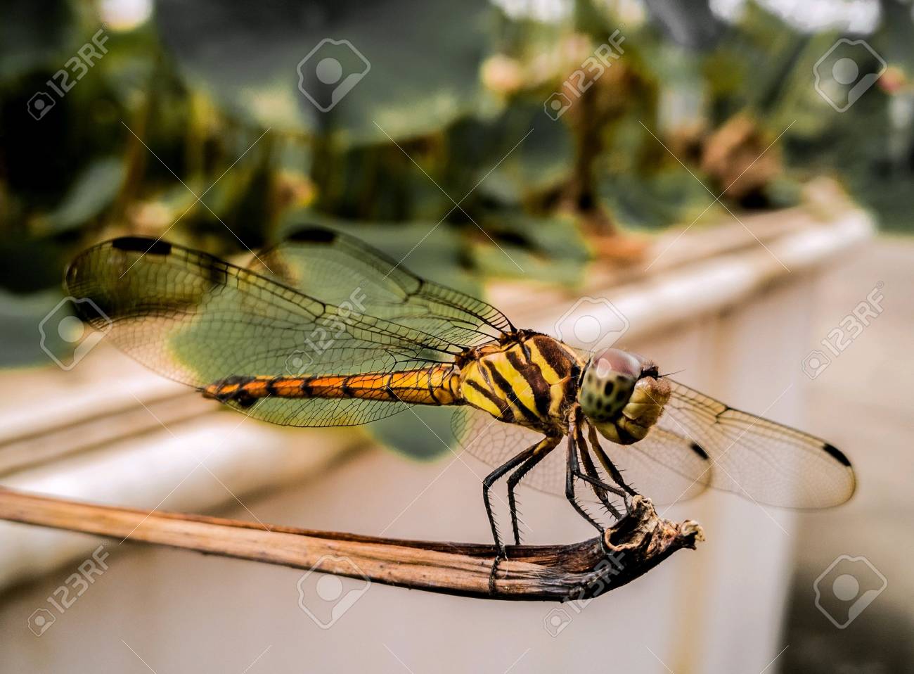 etiam-dictum-ipsum-a-felis