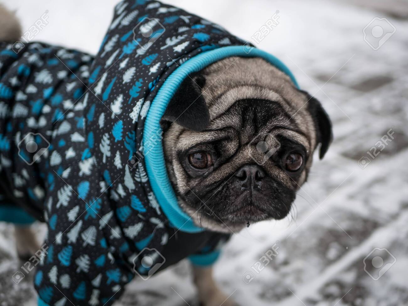 pug coats