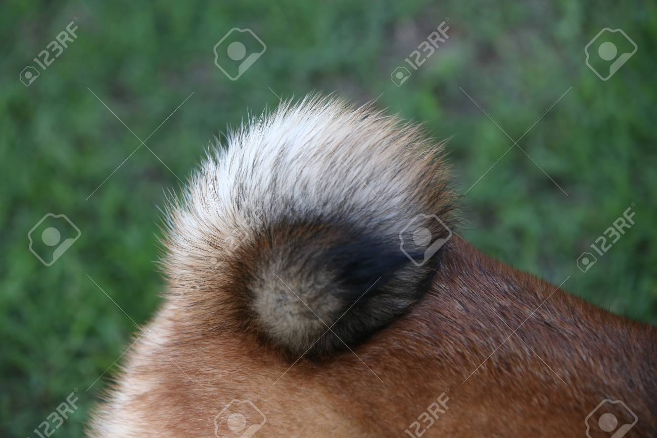 Tail Dog Tail Of Shiba Inu Tail Curl Shiba Inu Japanese Dog