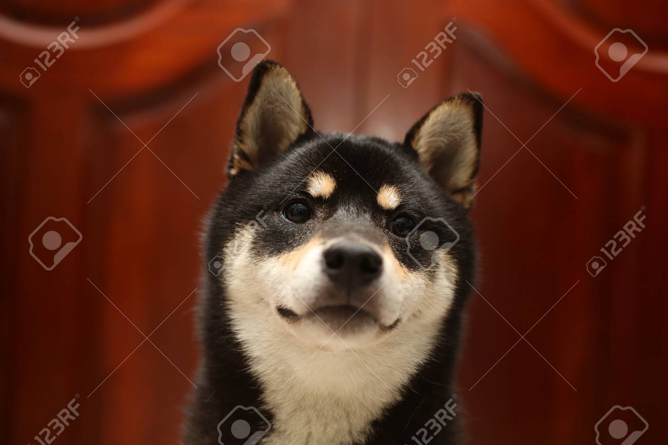 Shiba Inu Black And Tan