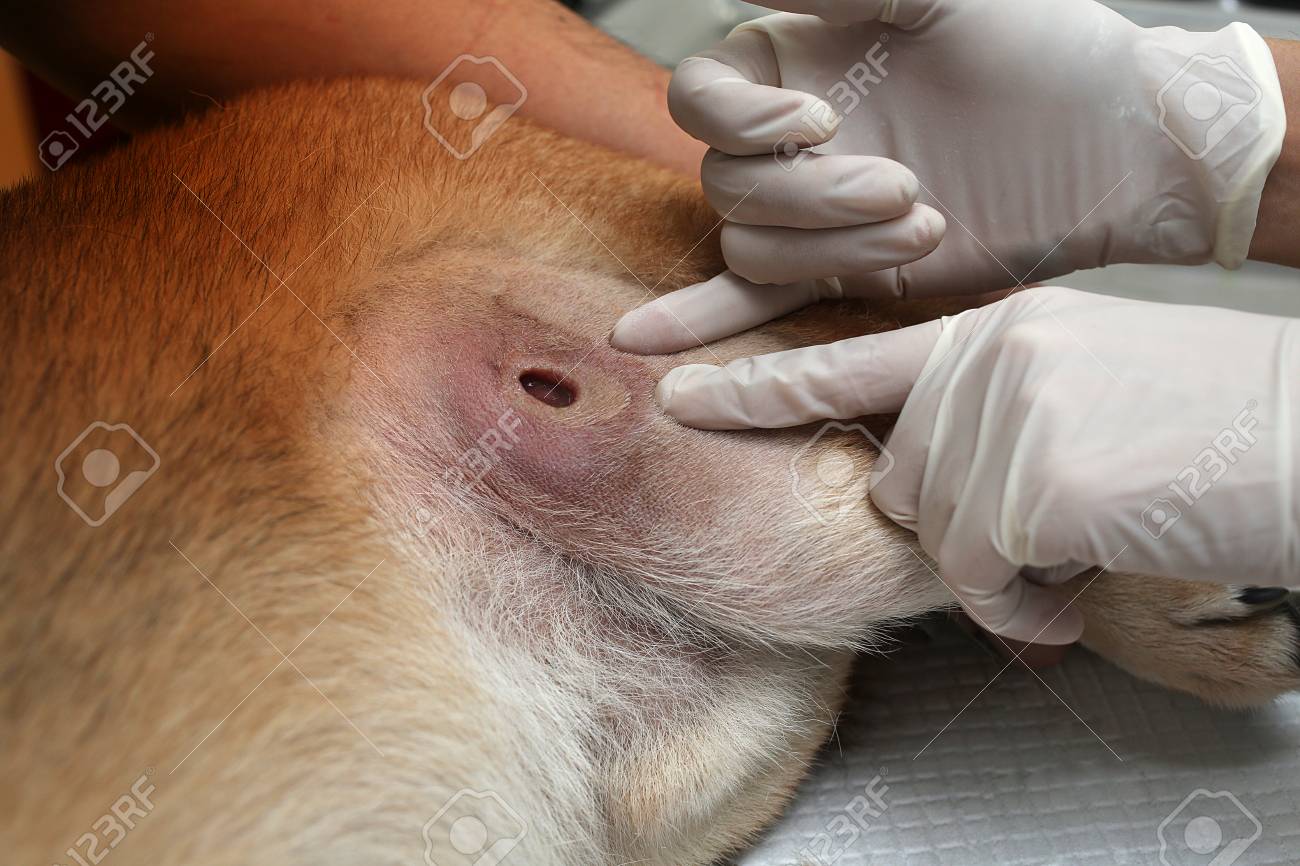The Veterinarian Is Pointing Out The Type Of Ulcer The Doctor Shaved The Dog To Make The Wound Veterinary Surgery Veterinarian Surgery Operating Of Wounded Dog Wound For Shiba Inu Stock Photo