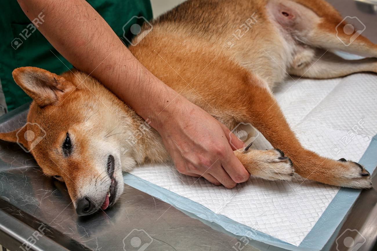 Dog Anesthesia With Veterinary Treatment Sick Shiba Inu In The