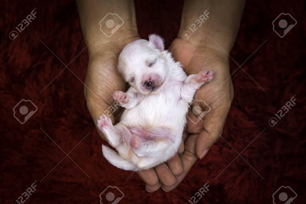 Close Up Of A Newborn Maltese Puppy Maltese Dog Terrier Beautiful Stock Photo Picture And Royalty Free Image Image 143669711
