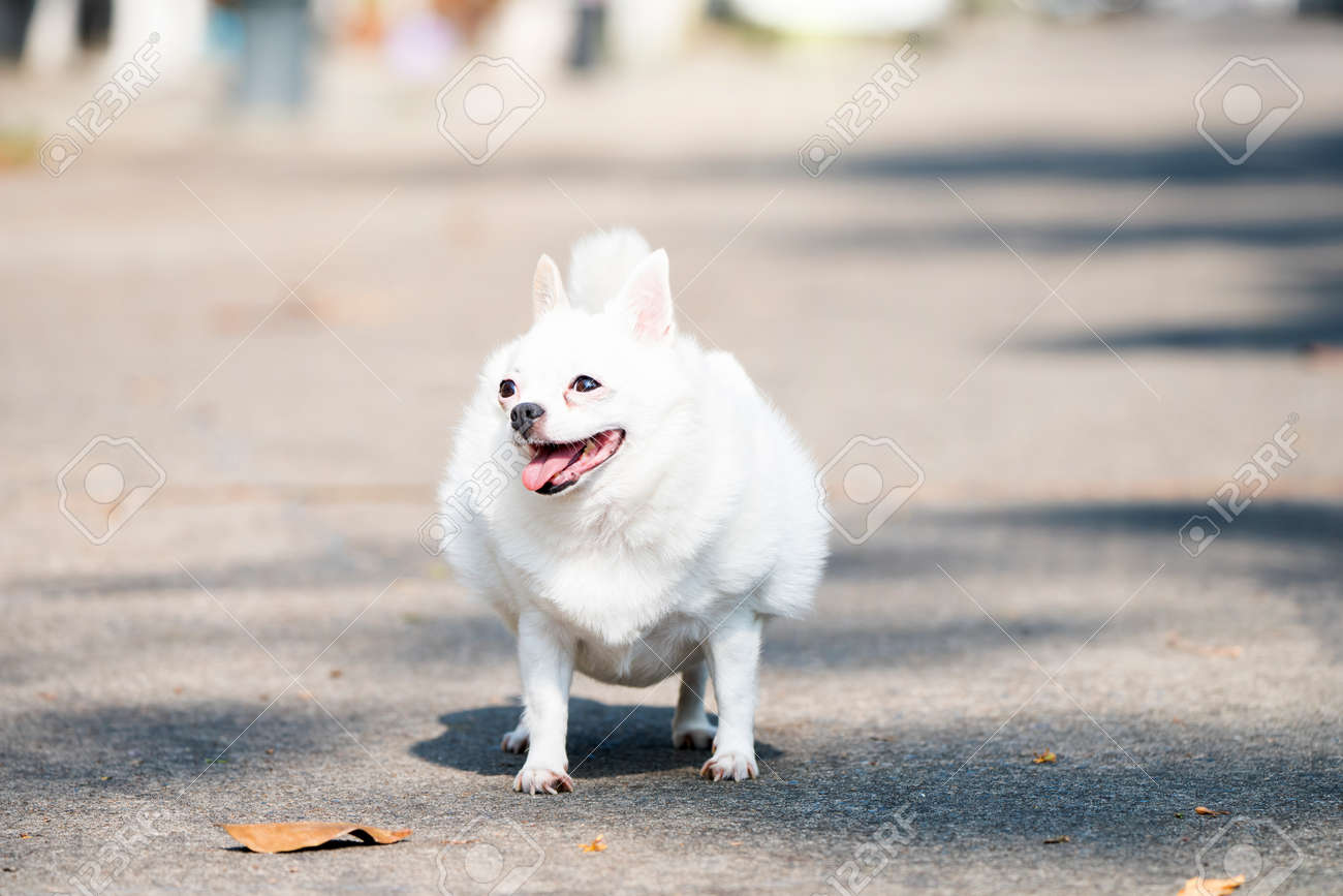 The Big Fat Chihuahua Dog Walking On Road. Chihuahua Dog Losing Weight.  Stock Photo, Picture and Royalty Free Image. Image 171497513., image size:1300x867