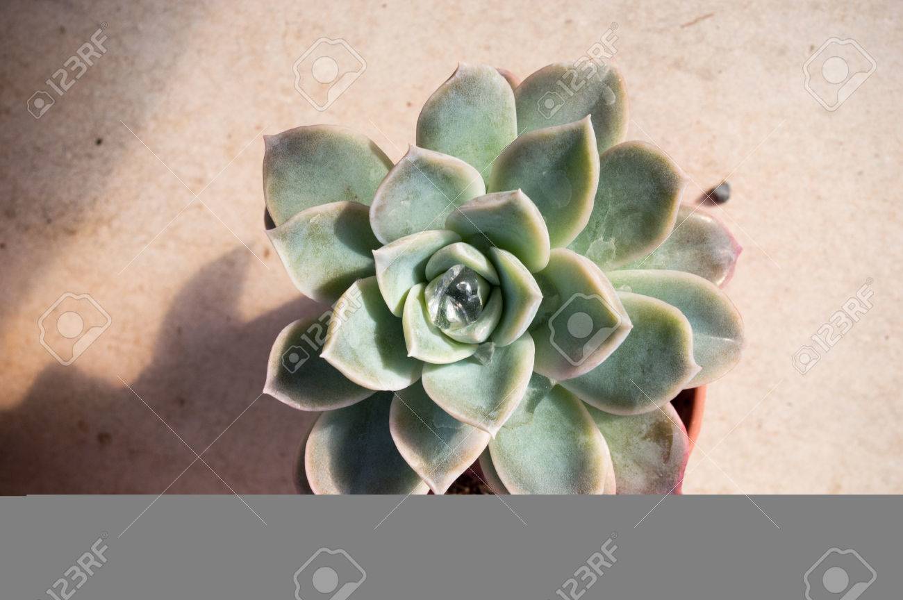 Succulent Cactus Flower Shaped Rose Petals Stock Photo Picture And Royalty Free Image Image 55861025