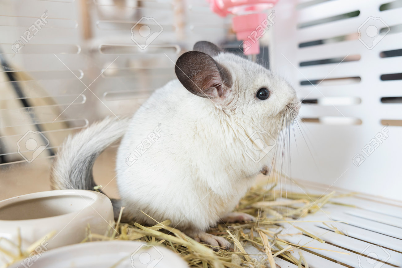 Chinchilla Cute Pet Fur White Hair Fluffy And Black Eyes. Close-up Animal  Rodent Adorable Tame Ear Grey Looking At Camera. Feline Mammals Are Fluffy  And Playful. Stock Photo, Picture and Royalty Free, image size:1300x867