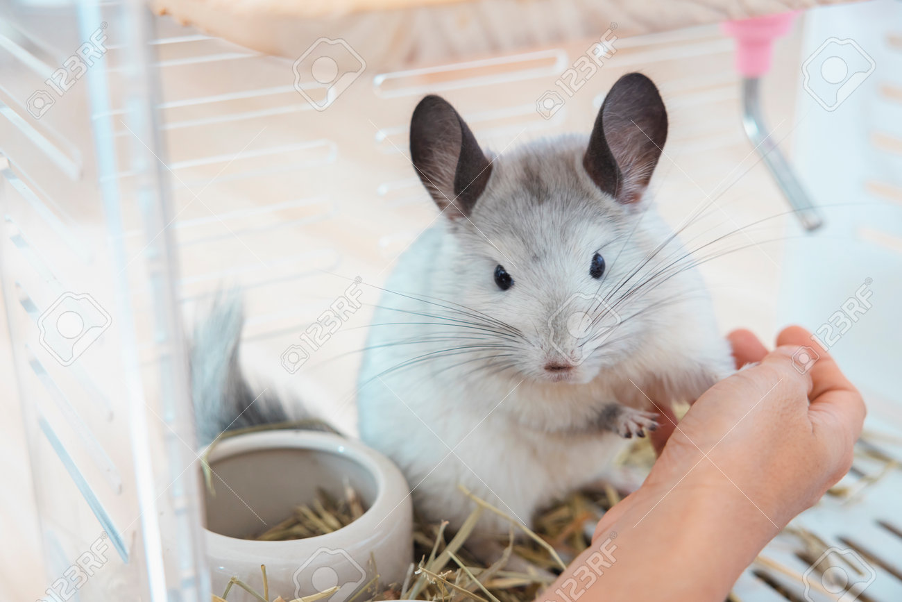 Chinchilla Cute Pet Fur White Hair Fluffy And Black Eyes. Close-up Animal  Rodent Adorable Tame Ear Grey Looking At Camera. Feline Mammals Are Fluffy  And Playful. Stock Photo, Picture and Royalty Free, image size:1300x867