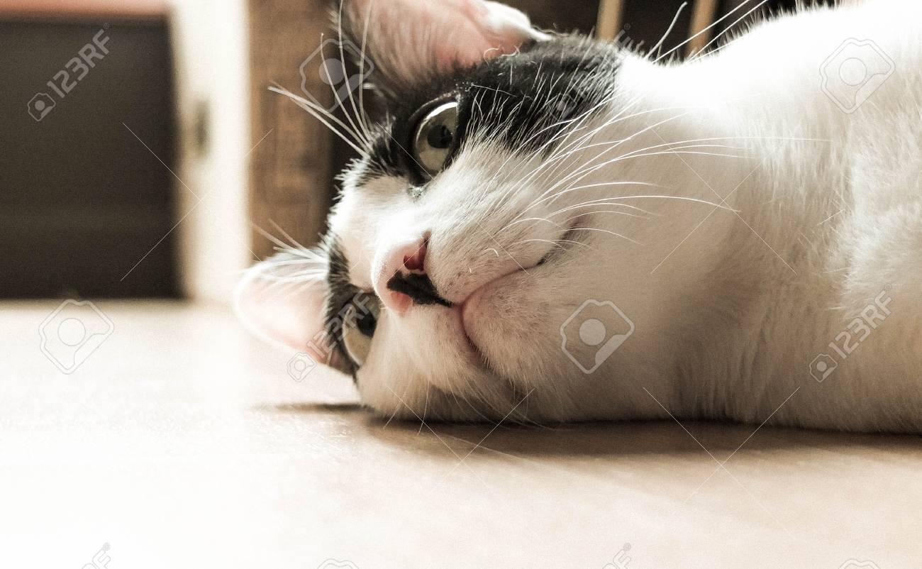 etiam-dictum-ipsum-a-felis