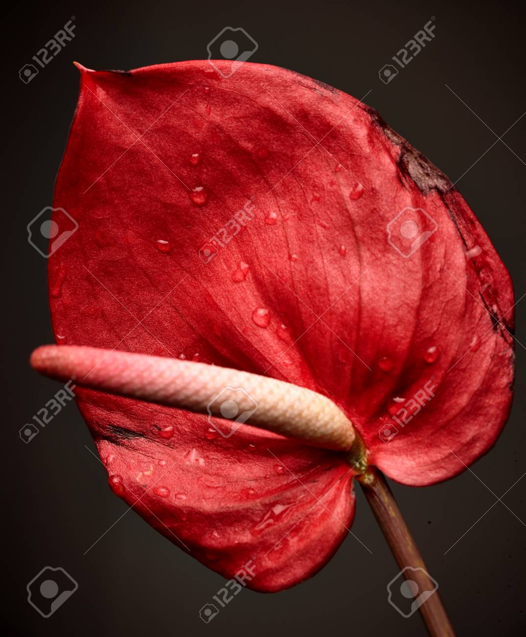 Fleur Danthurium Rouge Et Rose Foncé Fleur De Flamant