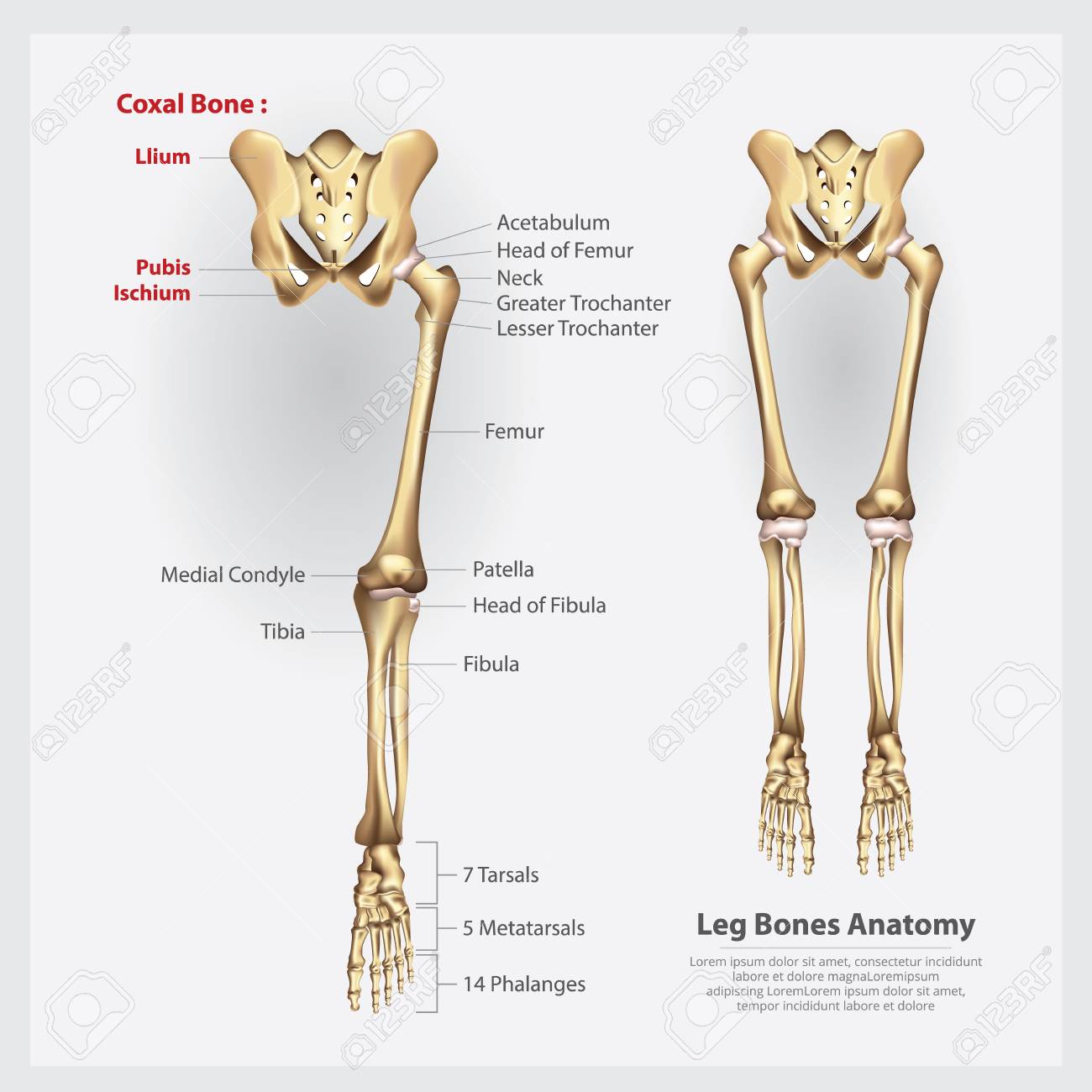 Human Anatomy Leg Bones Vector Illustration Royalty Free Cliparts Vectors And Stock Illustration Image 90760380