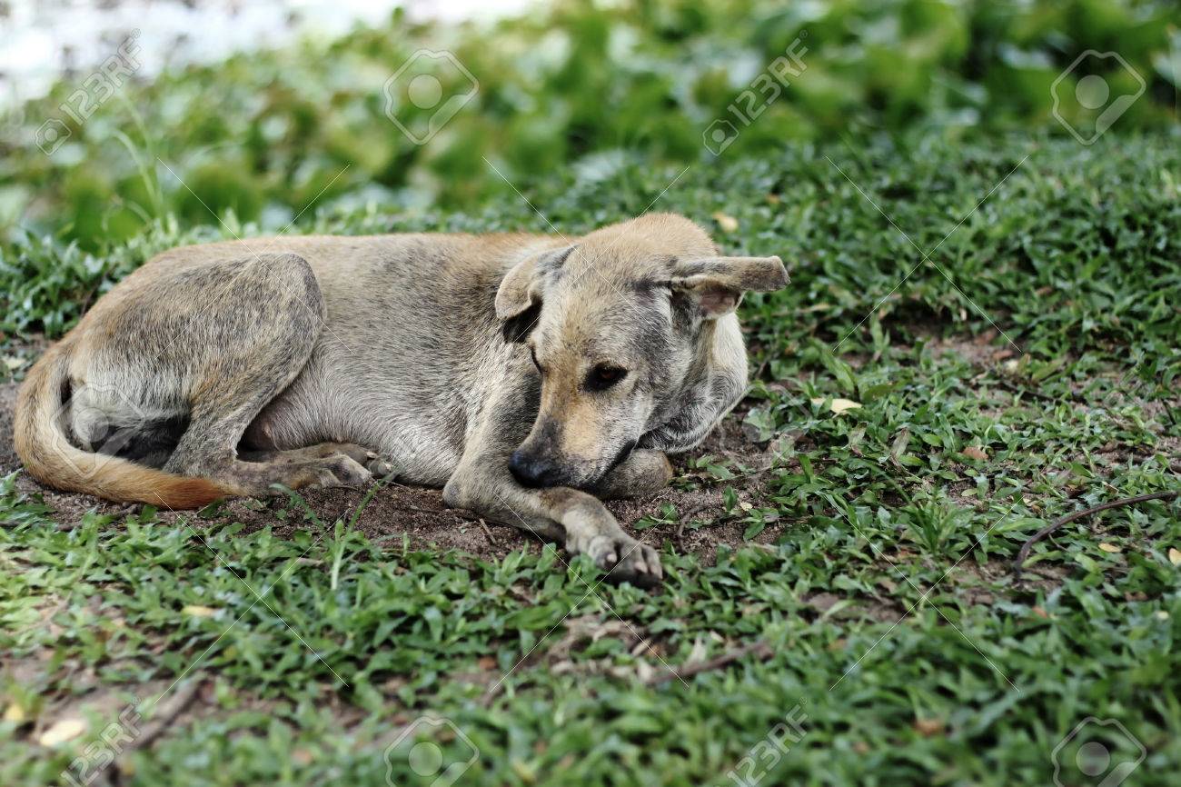 etiam-dictum-ipsum-a-felis