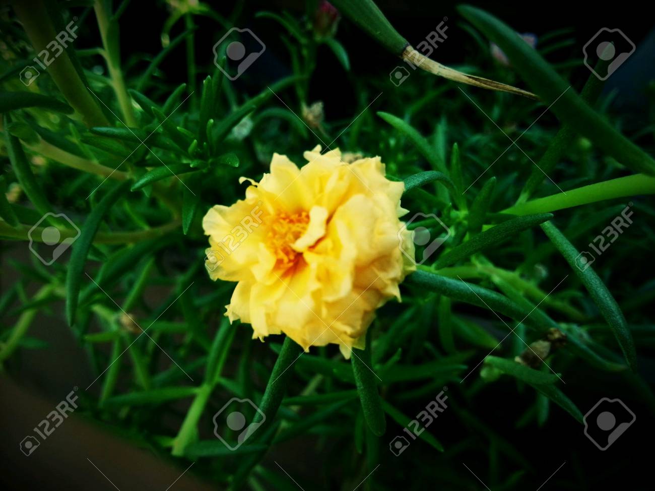 etiam-dictum-ipsum-a-felis