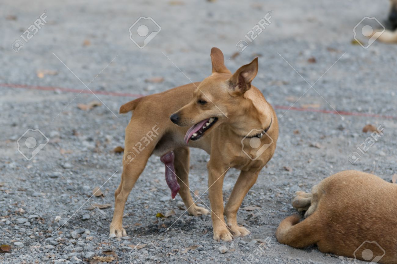 Largest Dog Cock