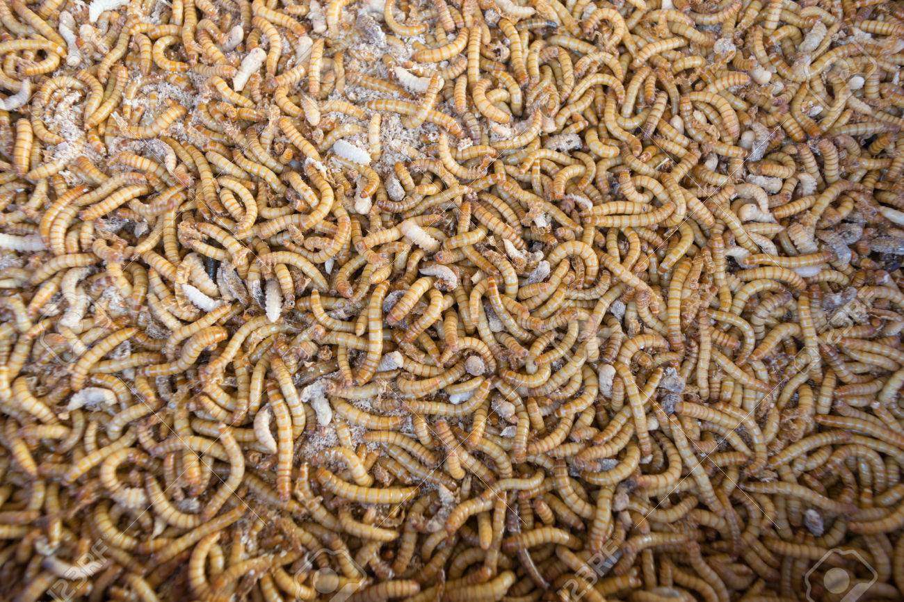 ゴミムシダマシの幼虫は鳥およびみみずの農場での魚のための食糧 の写真素材 画像素材 Image 5790