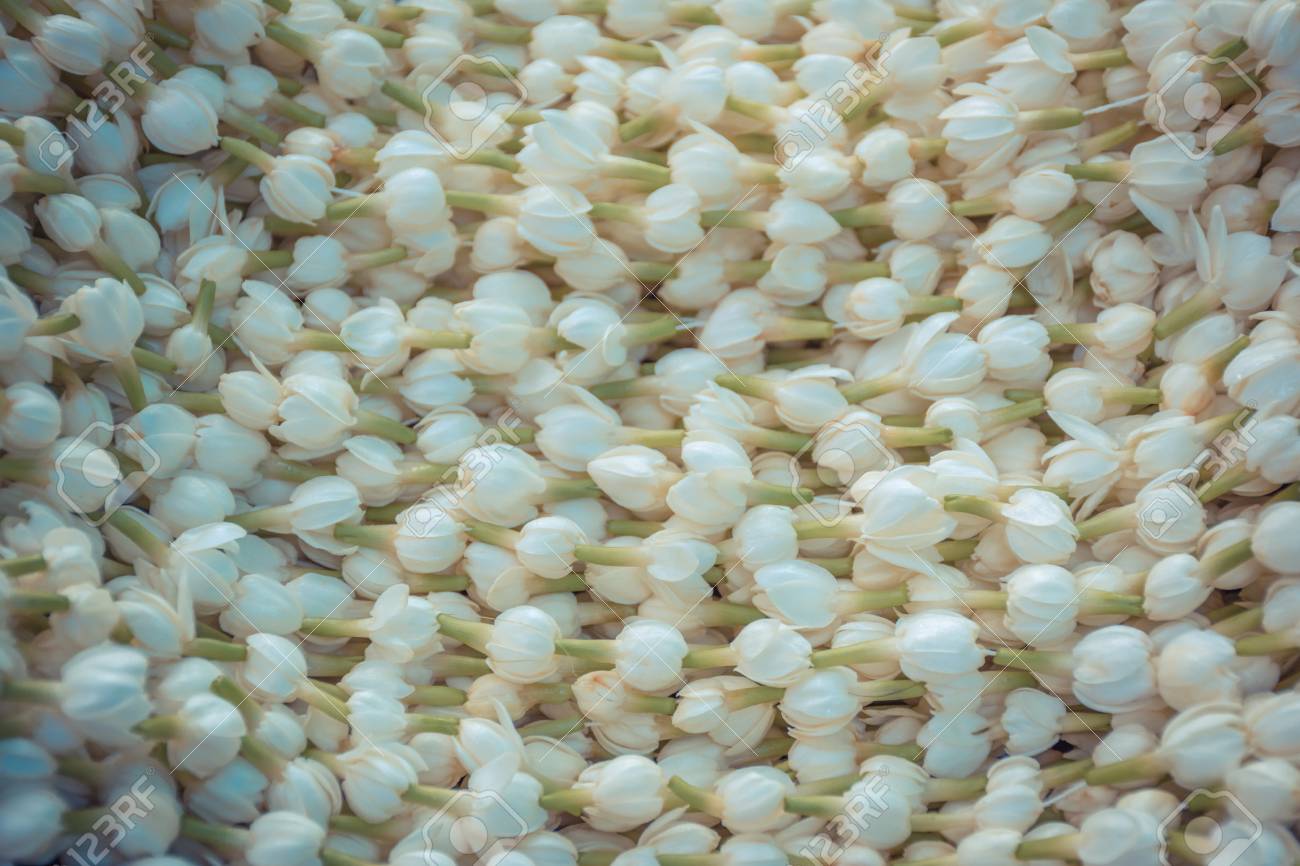 白いジャスミンの花の色 ガーランド 庭 ビンテージ スタイルの過程で自然に美しい花 の写真素材 画像素材 Image 白いジャスミンの花の色 ガーランド 庭 ビンテージ スタイルの過程で自然に美しい花 の写真素材 画像素材 Image