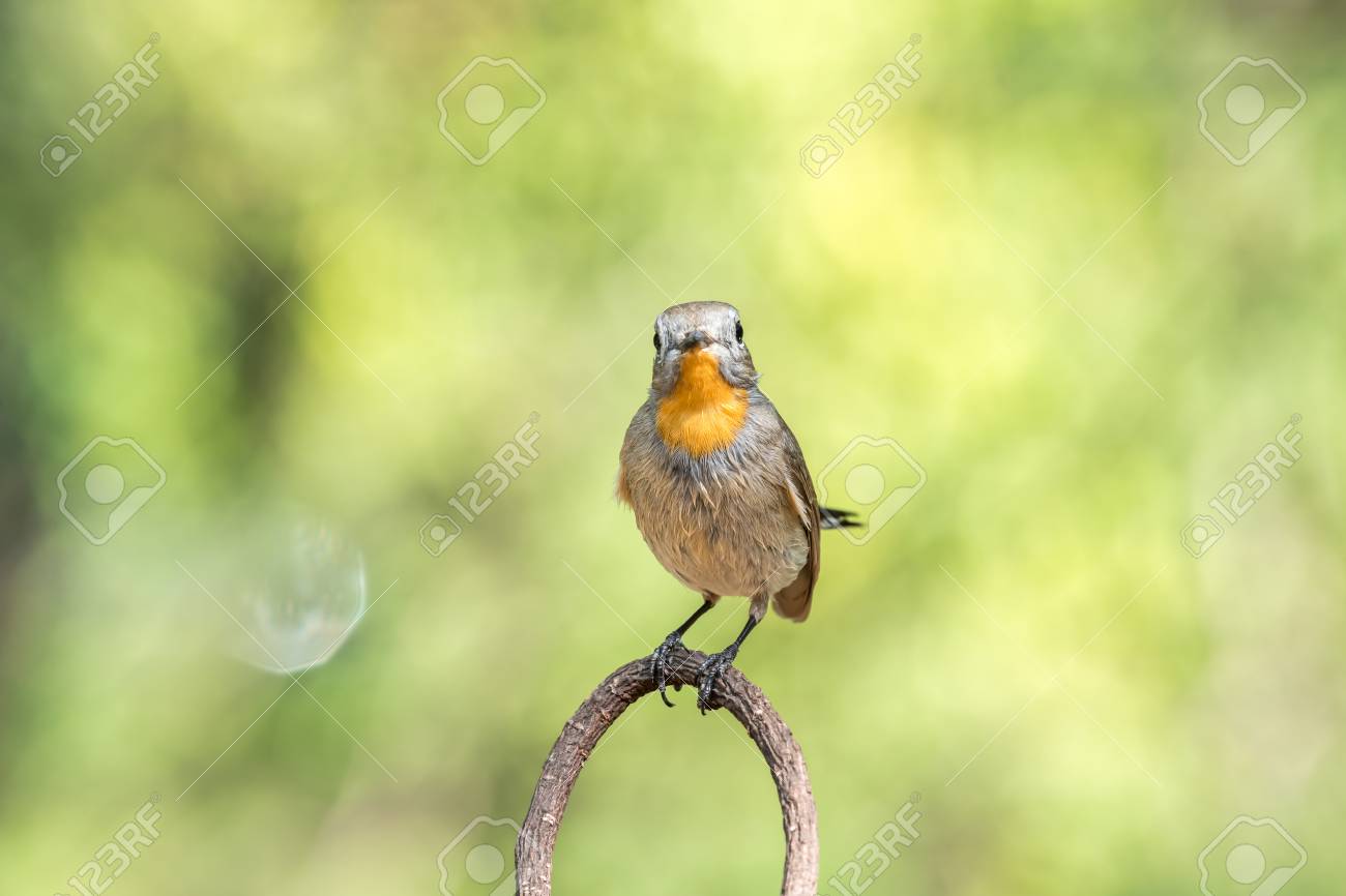 Oiseau Flycatcher à Gorge Rouge Moucherolle De Taïga Ficedula Albicilla Ficedula Parva Marron Au Dessus Et Blanc Ci Dessous Avec Une Tête Grise