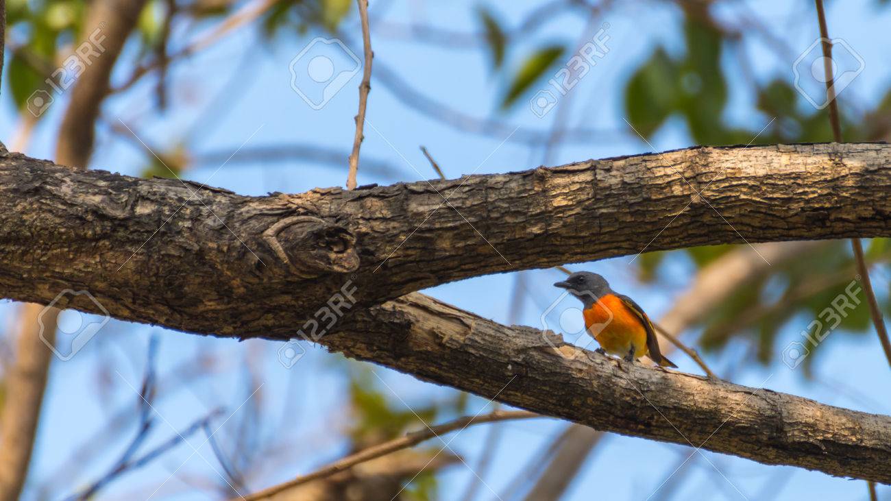 Oiseau Petit Minivet Pericrocotus Cinnamomeus Gris Noir Orange Et Jaune Perché Sur Un Arbre Dans Le Jardin