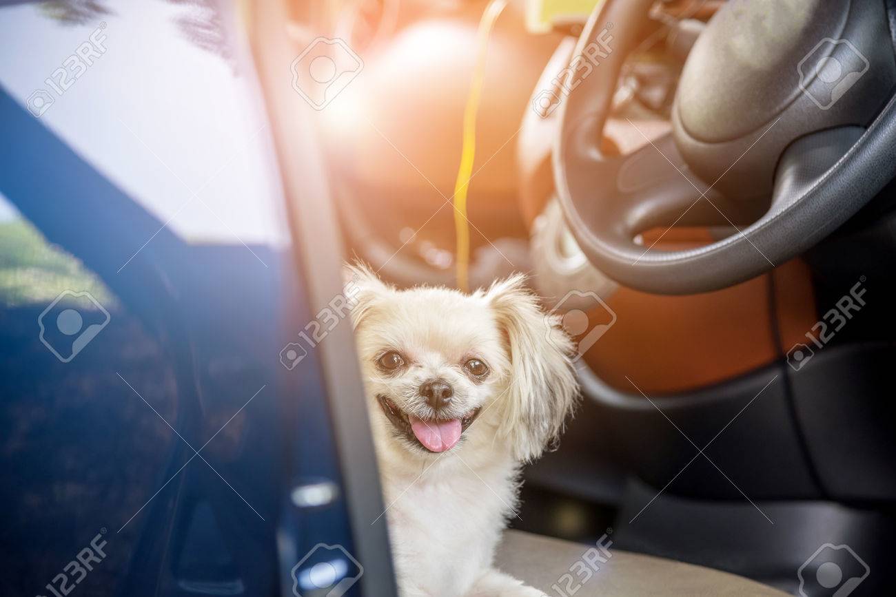 Dog so cute mixed breed with Shih-Tzu, Pomeranian and Poodle sitting on car seat inside a blue car wait for travel trip - 80163985 Dog so cute mixed breed with Shih-Tzu, Pomeranian and Poodle sitting on car seat inside a blue car wait for travel trip - 80163985