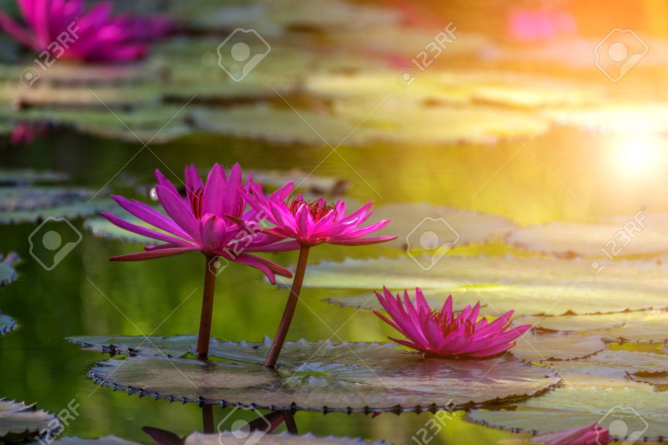 Lotus flower (Lotus or Nelumbo) purple, violet and pink color,..