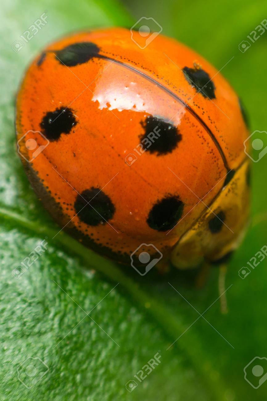 マクロ バグ昆虫 てんとう虫 オレンジと黒ドットの色の緑の葉の上にクローズ アップまたは自然のまま の写真素材 画像素材 Image 9298