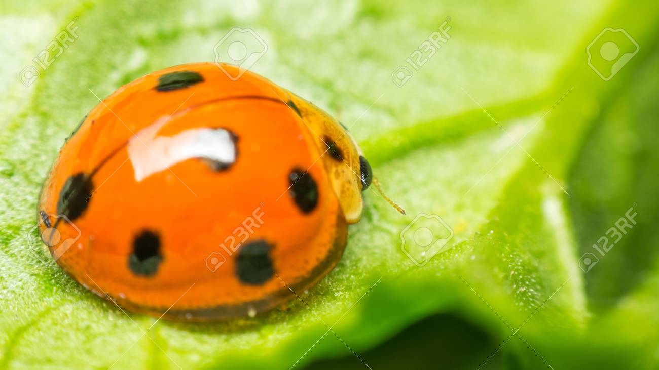 マクロ バグ昆虫 てんとう虫 オレンジと黒ドットの色の緑の葉の上にクローズ アップまたは自然のまま の写真素材 画像素材 Image