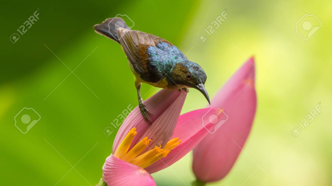 Ave (Brown-throated Sunbird, Plain-throated Sunbird) Cor Amarela Masculina  Empoleirada Na Bananeira E Comendo Néctar Do Pólen Da Flor De Banana Na  Natureza Foto Royalty Free, Gravuras, Imagens e Banco de fotografias. Image
