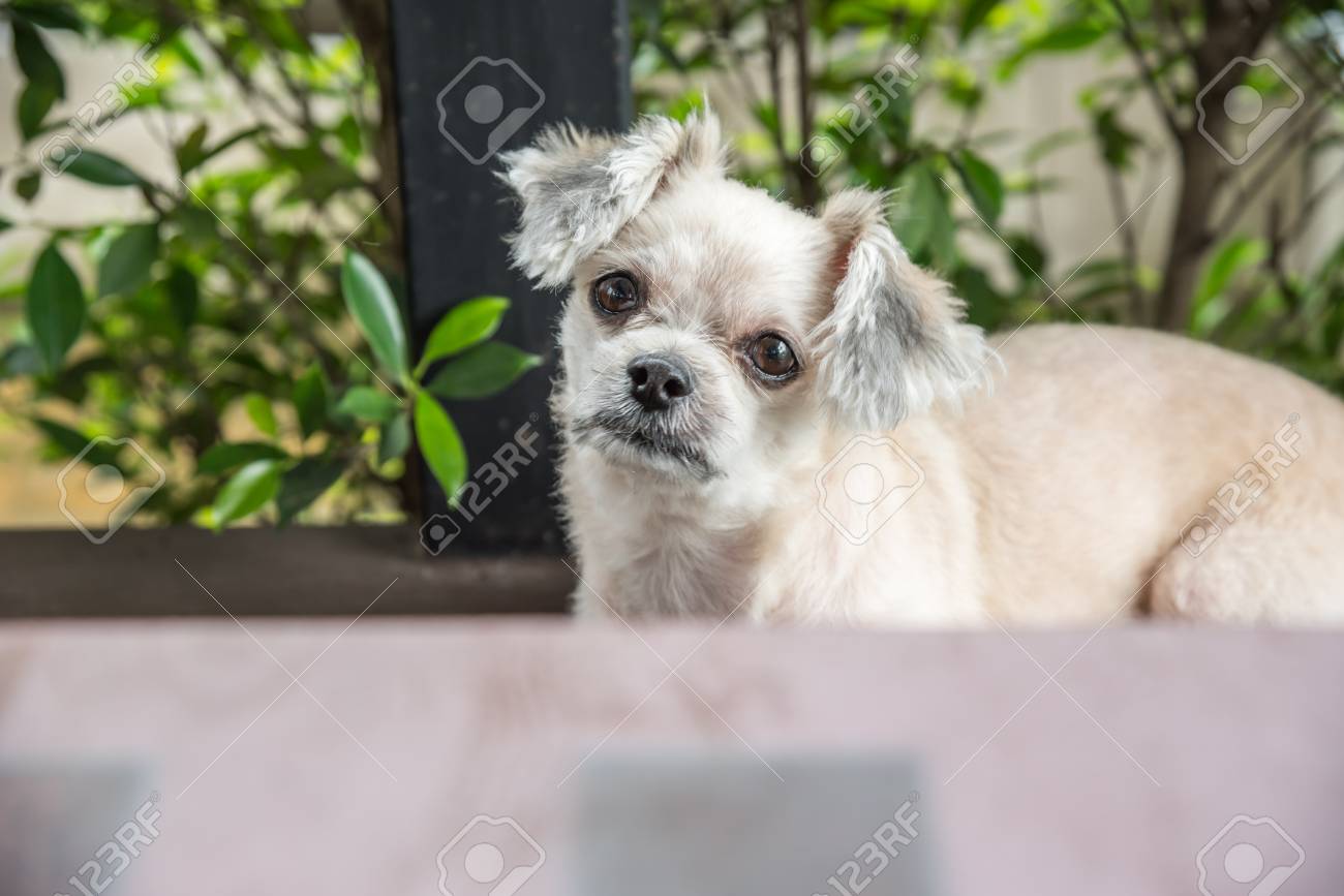chihuahua shih tzu pomeranian mix