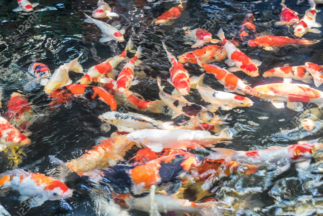 鯉魚や高級鯉鯉や鯉魚と呼ばれる アジアと日本の美しい水生動物や水生ペット の写真素材 画像素材 Image